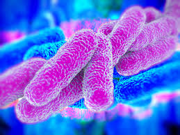 Legionella Bacteria Purple and Blue-1