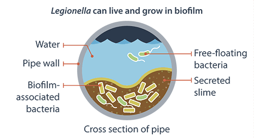legionella-biofilm-crosssection