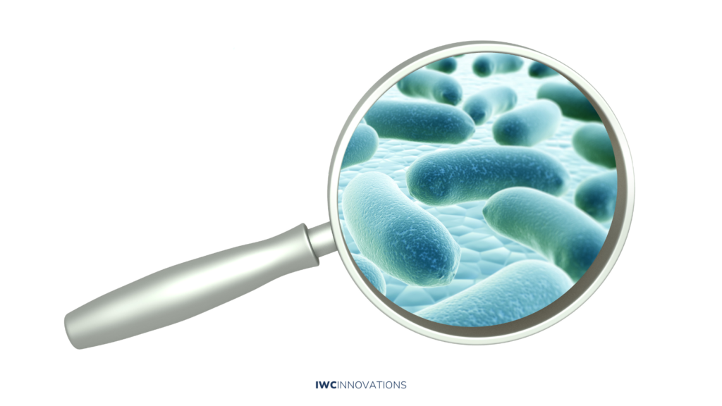 The relationship between Legionella and Amoeba