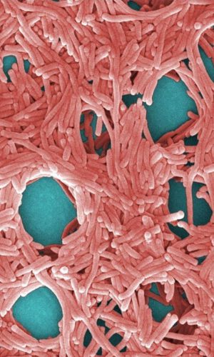 Legionella bacteria